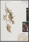 Foto von Salix alba L.